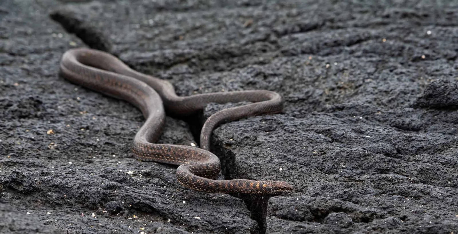 Galapagos Racer Snake | Galapagos Wildlife