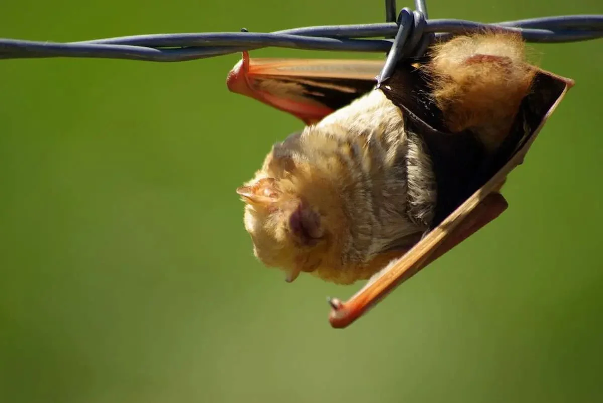 Galapagos Red Bat | Galapagos Wildlife