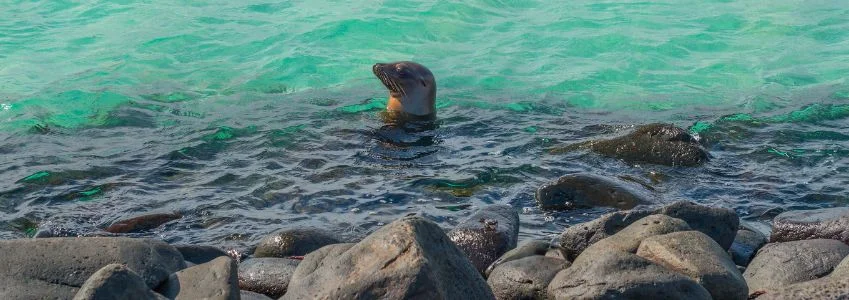 Galapagos Cruises | Unforgettable Galapagos Cruises: Wildlife Adventures Await Galapagos Cruises | Unforgettable Galapagos Cruises: Wildlife Adventures Await