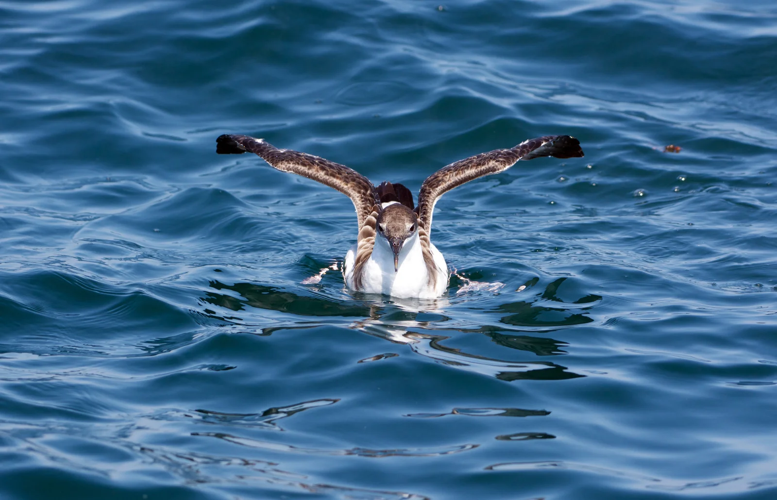 Galapagos Shearwater | Galapagos Wildlife