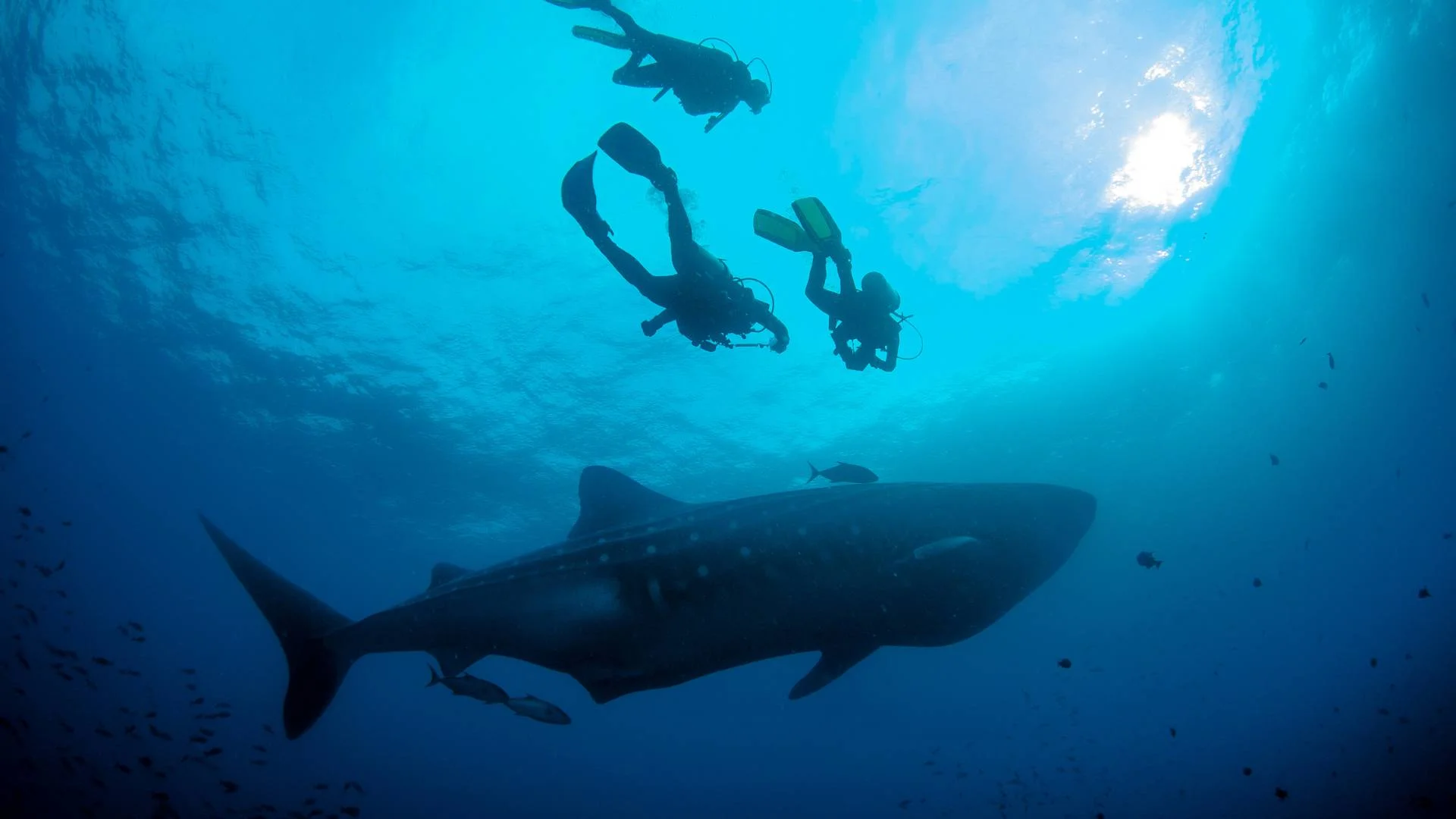  Galapagos | Scuba divers meet world's biggest sharks close up in Galapagos Islands