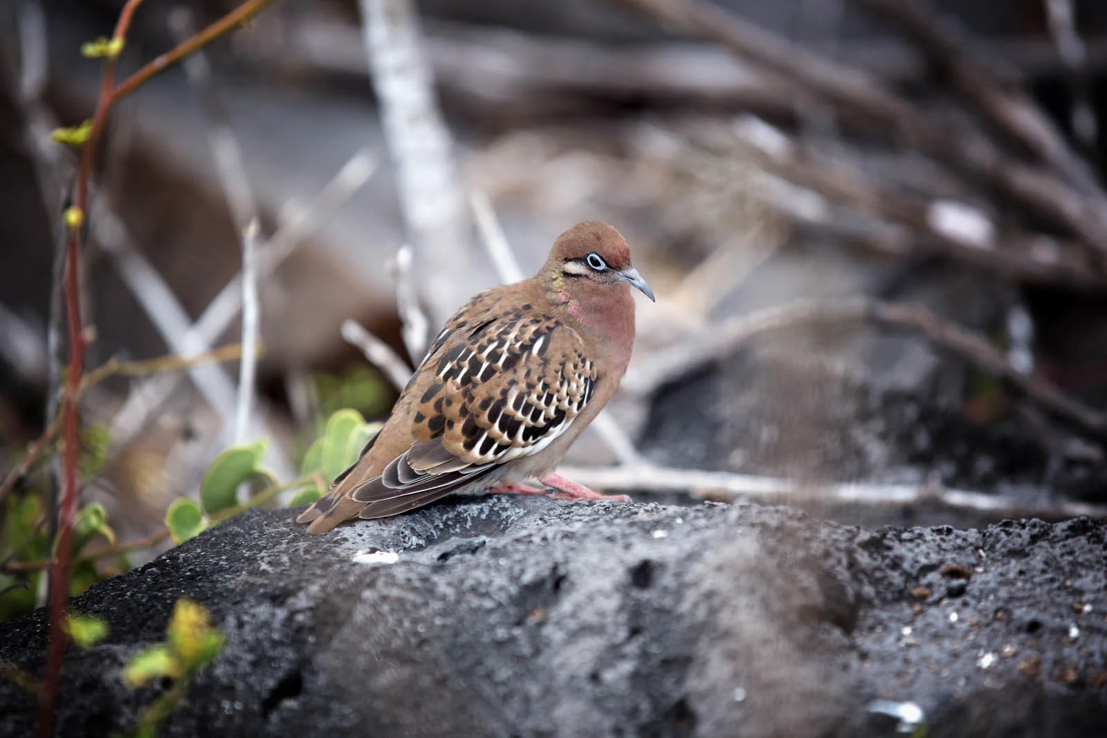 Galapagos Dove | Galapagos Wildlife