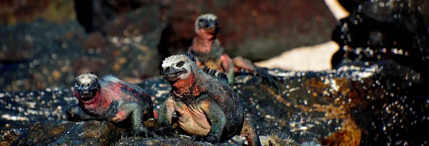  Galapagos | DiCaprio, conservation supporters kick off $43M work to replenish Galapagos Chain