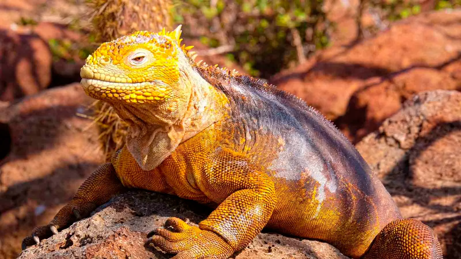  Galapagos | After nearly 200 years of extermination, land iguanas were reintroduced to Santiago Island in Galapagos