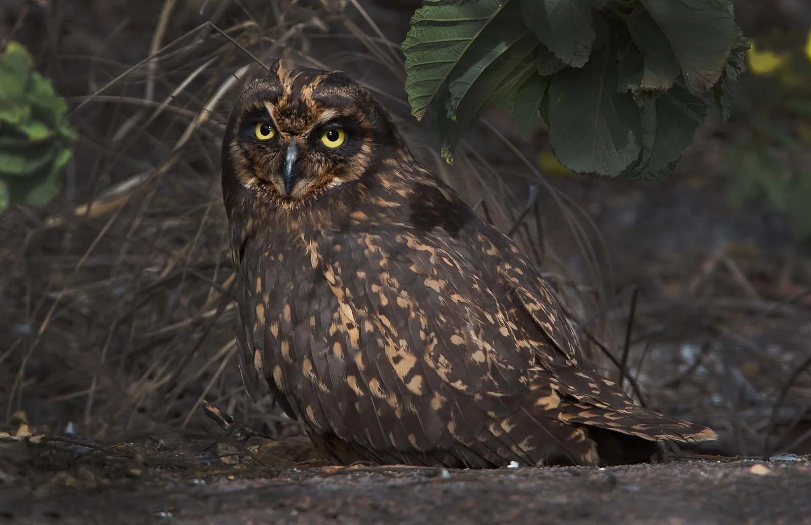 Galapagos Short-eared Owl | Galapagos Wildlife