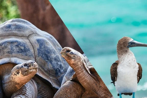 Galapagos Cruises | Find the Perfect Galapagos Cruise for Your Dream Adventure Galapagos Cruises | Find the Perfect Galapagos Cruise for Your Dream Adventure
