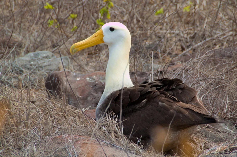 Galapagos Waved Albatross | Galapagos Wildlife