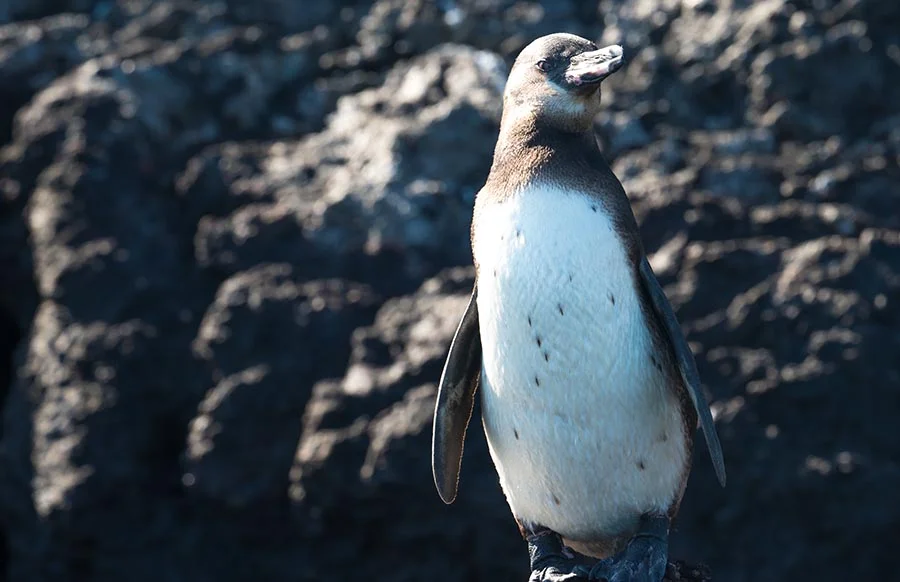  Galapagos | A study exposes the influence of microplastics on penguins in the Galapagos Islands