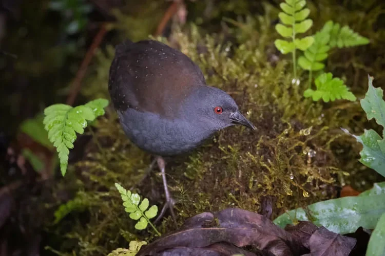  Galapagos | Charles Darwin saw this Galápagos bird on Floreana Island in 1835, then it wasn't seen again for almost 200 years