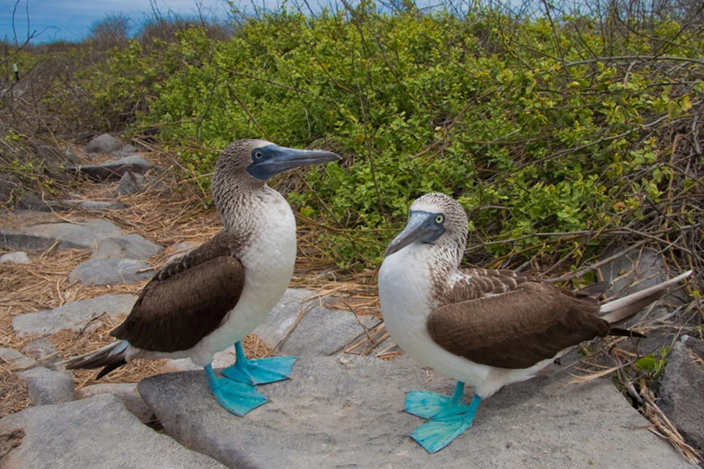 Galapagos Birdlife | Galapagos Islands | Galapagos Cruises