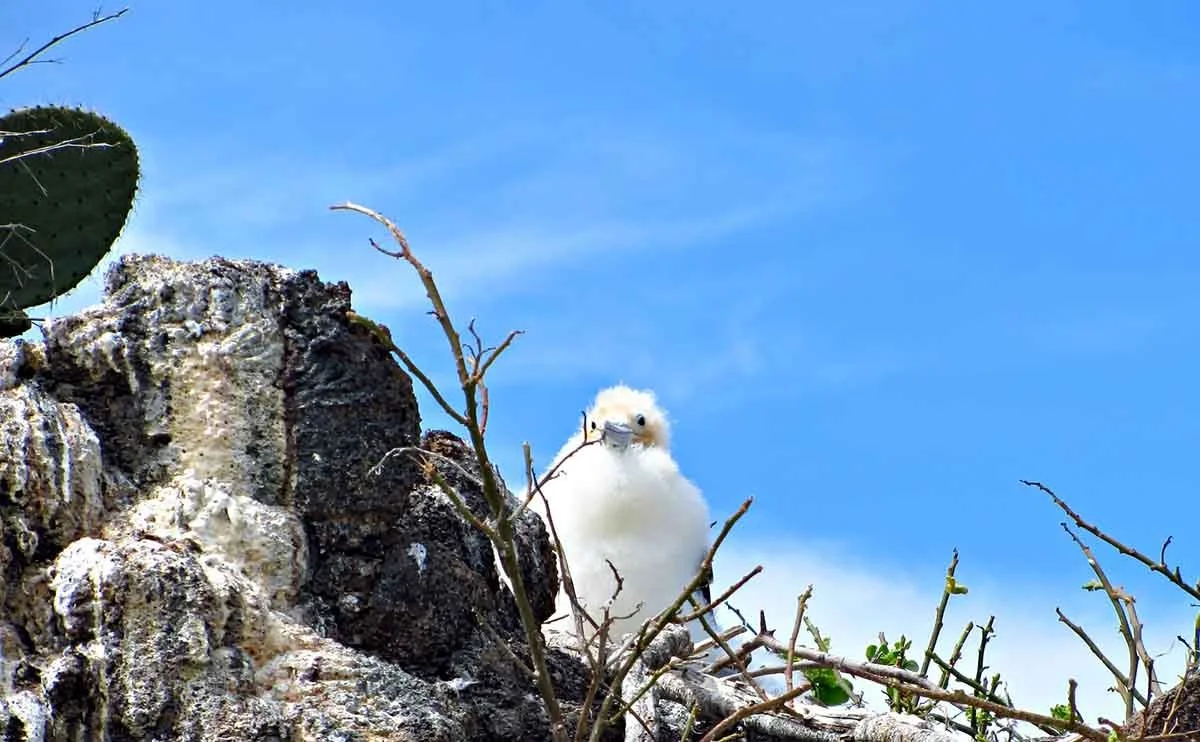 East Galapagos Islands | Galapagos tours