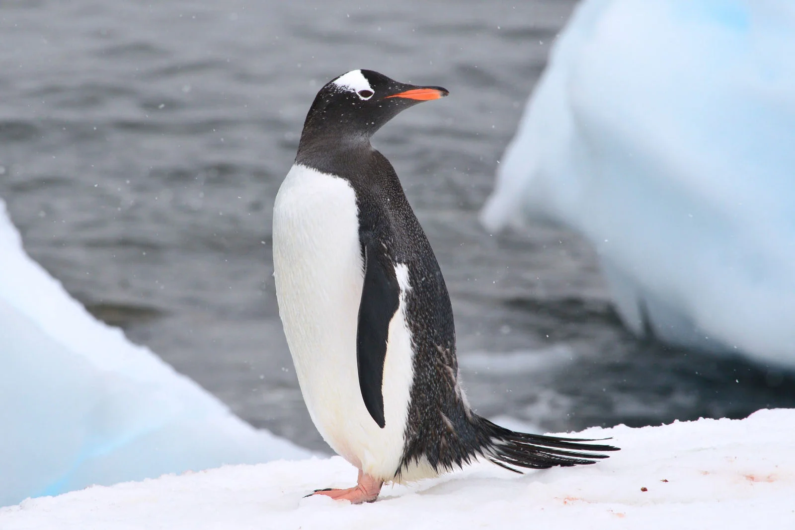 Gentoo penguin | Antarctic Wildlife