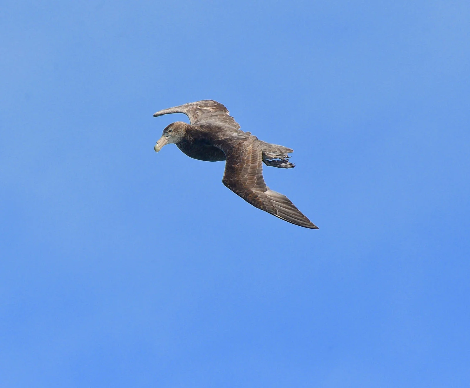 Giant Petrel | Antarctic Wildlife