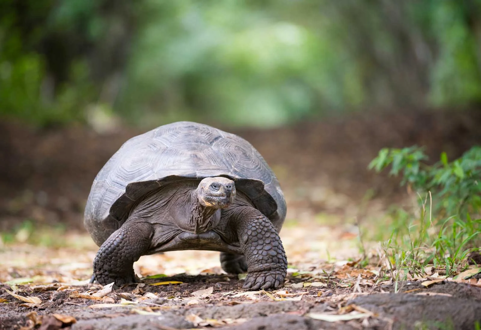  Galapagos | When did the Galápagos tortoises become giant?