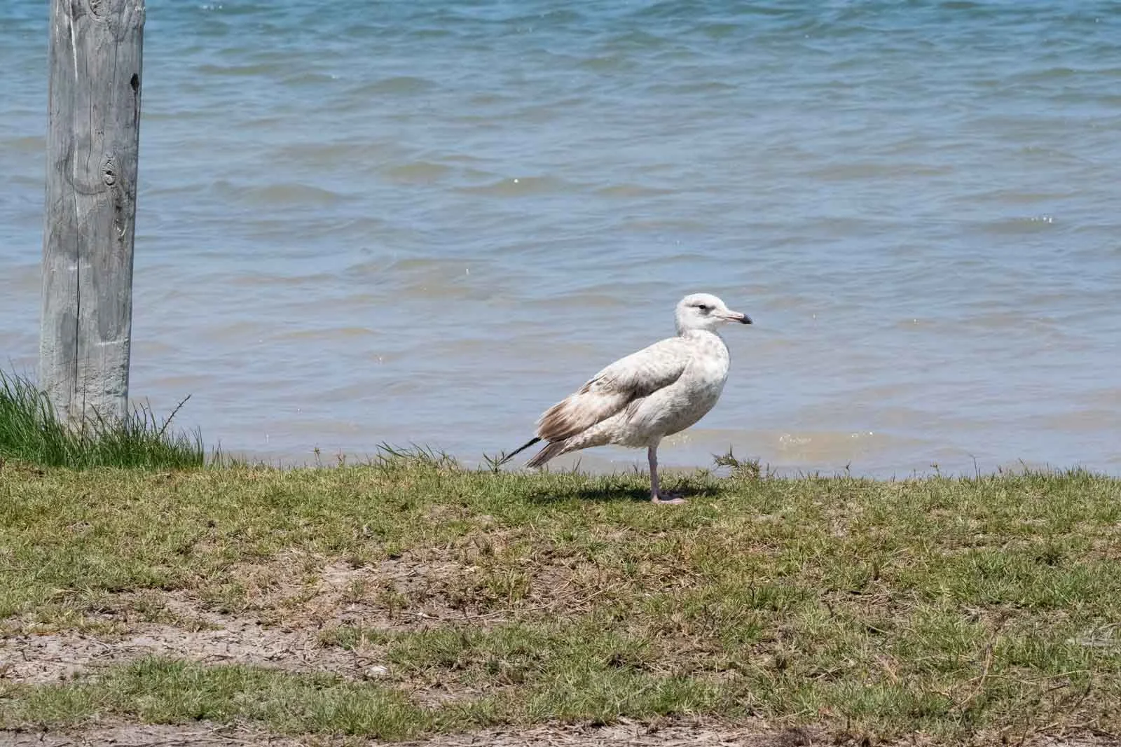 Glaucous Gull | Arctic Wildlife