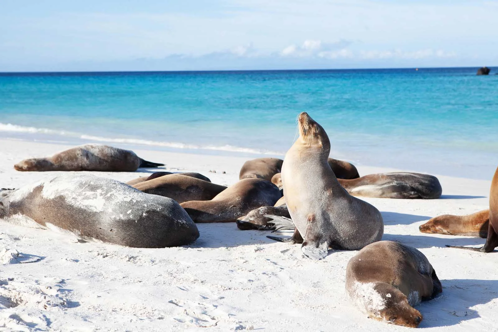  Galapagos | 10 Surprising Facts About the Galápagos Islands