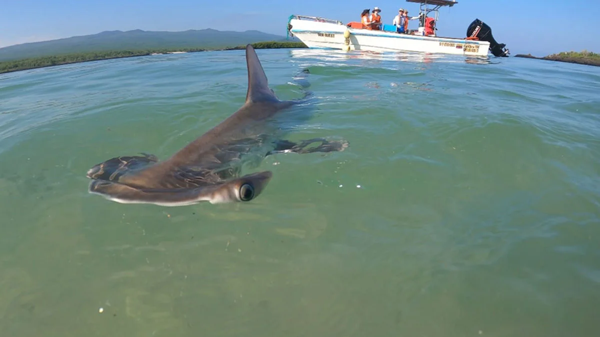  Galapagos | Doctoral student protects Galapagos’ sharks