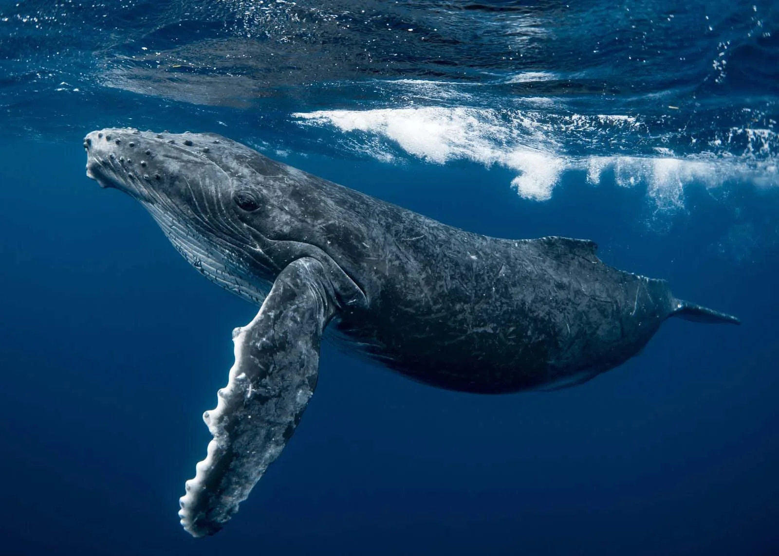 Humpback Whale | Antarctic Wildlife