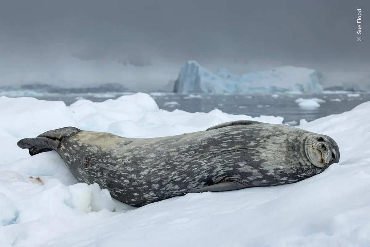  Patagonia | Vote for your winner of the Wildlife Photographer People’s Choice Award of the Year 2024