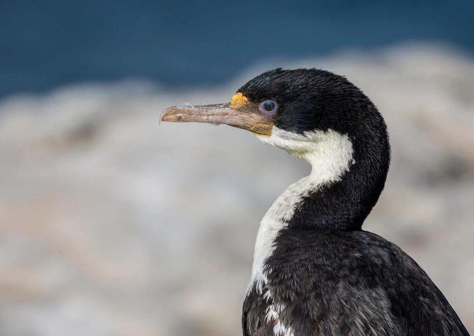 Imperial Shag or King Shag | Antarctic Wildlife