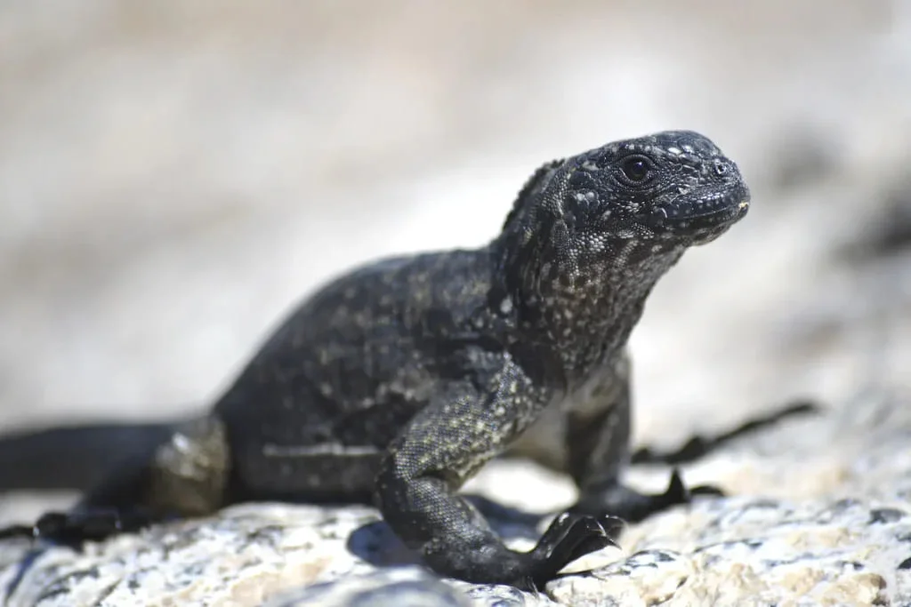  Galapagos | The Season of Marine Iguana Hatching in Galápagos: A Natural Spectacle on the Coastline