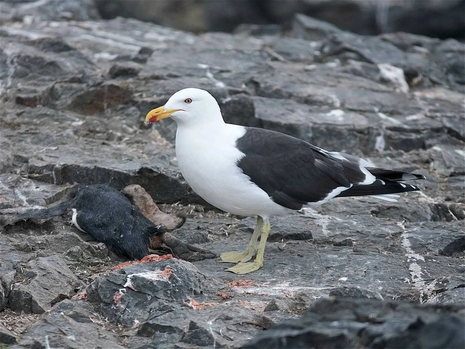 Kelp Gull | Antarctic Wildlife