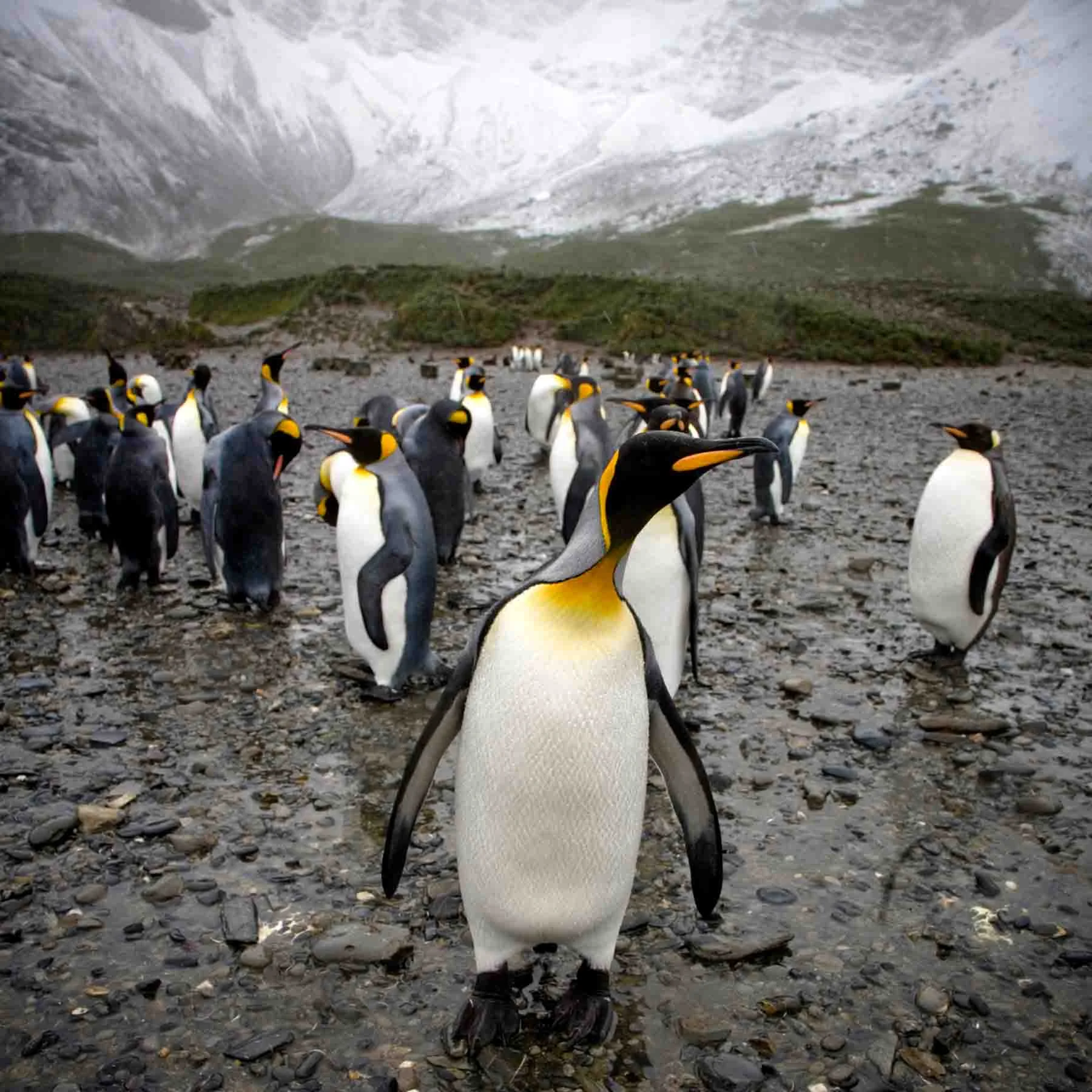 Antarctica | A Polar Journey to South Georgia: Wildlife, Wilderness & the Power of the Greg Mortimer Antarctica | A Polar Journey to South Georgia: Wildlife, Wilderness & the Power of the Greg Mortimer