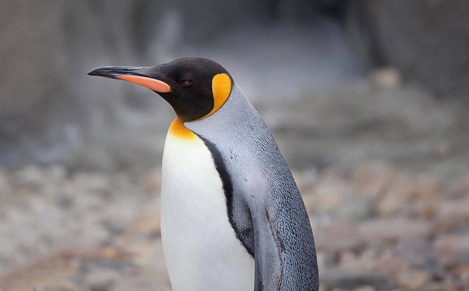 King Penguin | Antarctic Wildlife