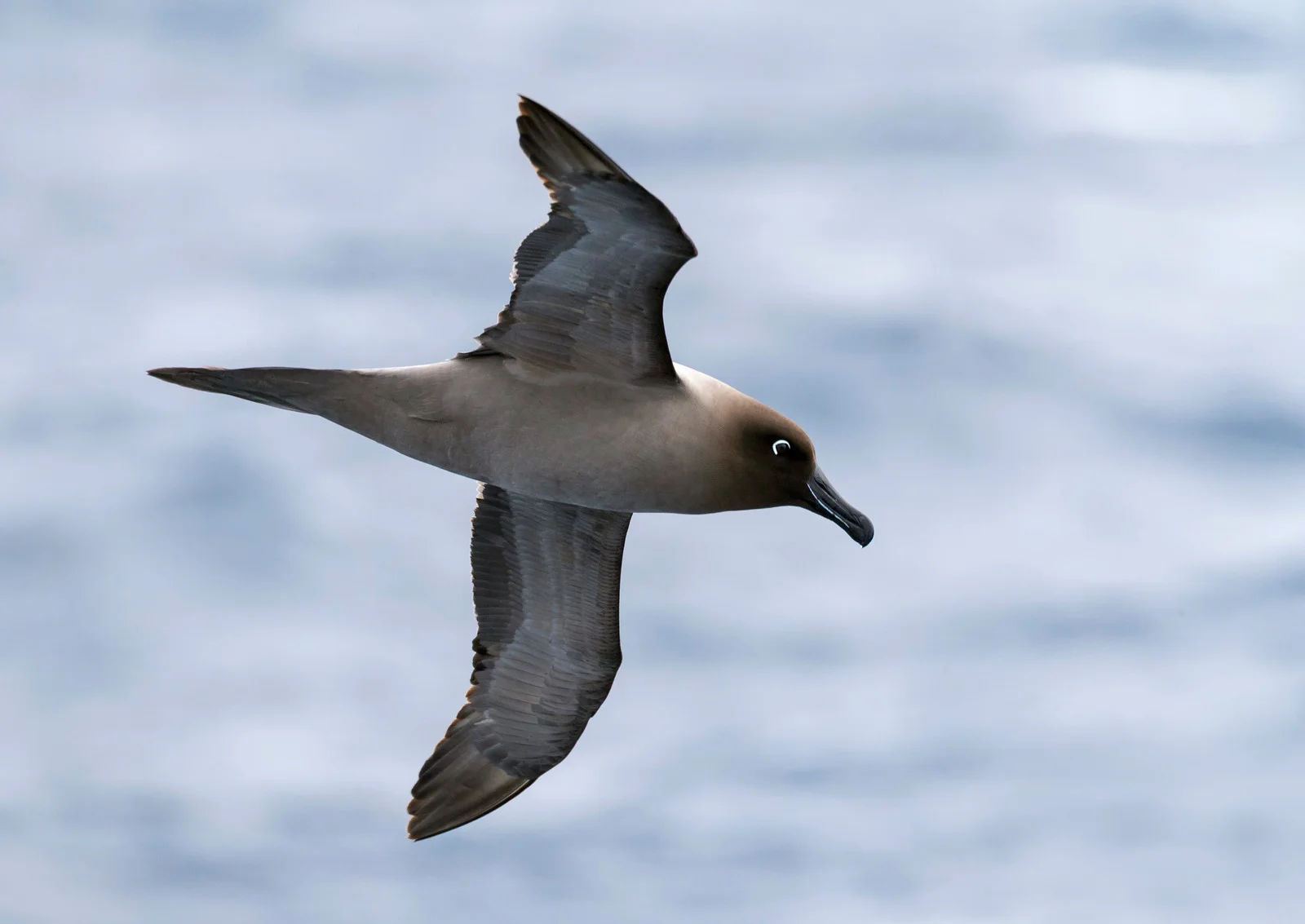 Light-mantled Albatross | Antarctic Wildlife