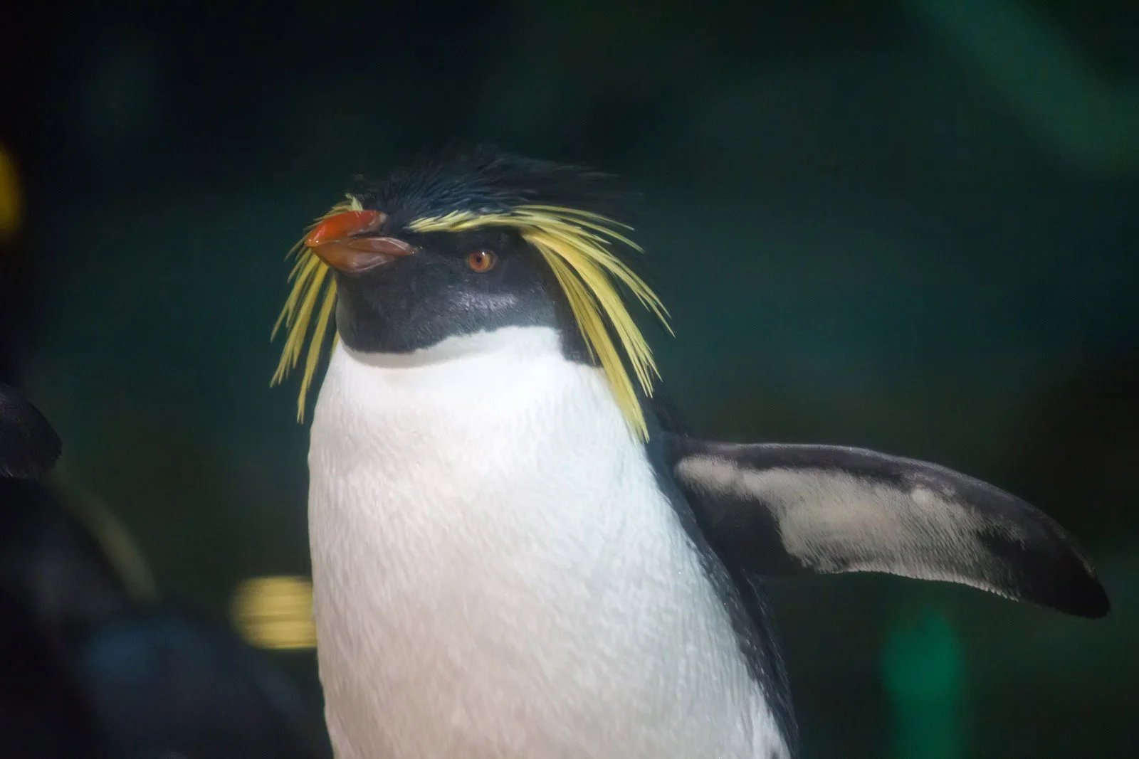 Macaroni Penguin | Antarctic Wildlife