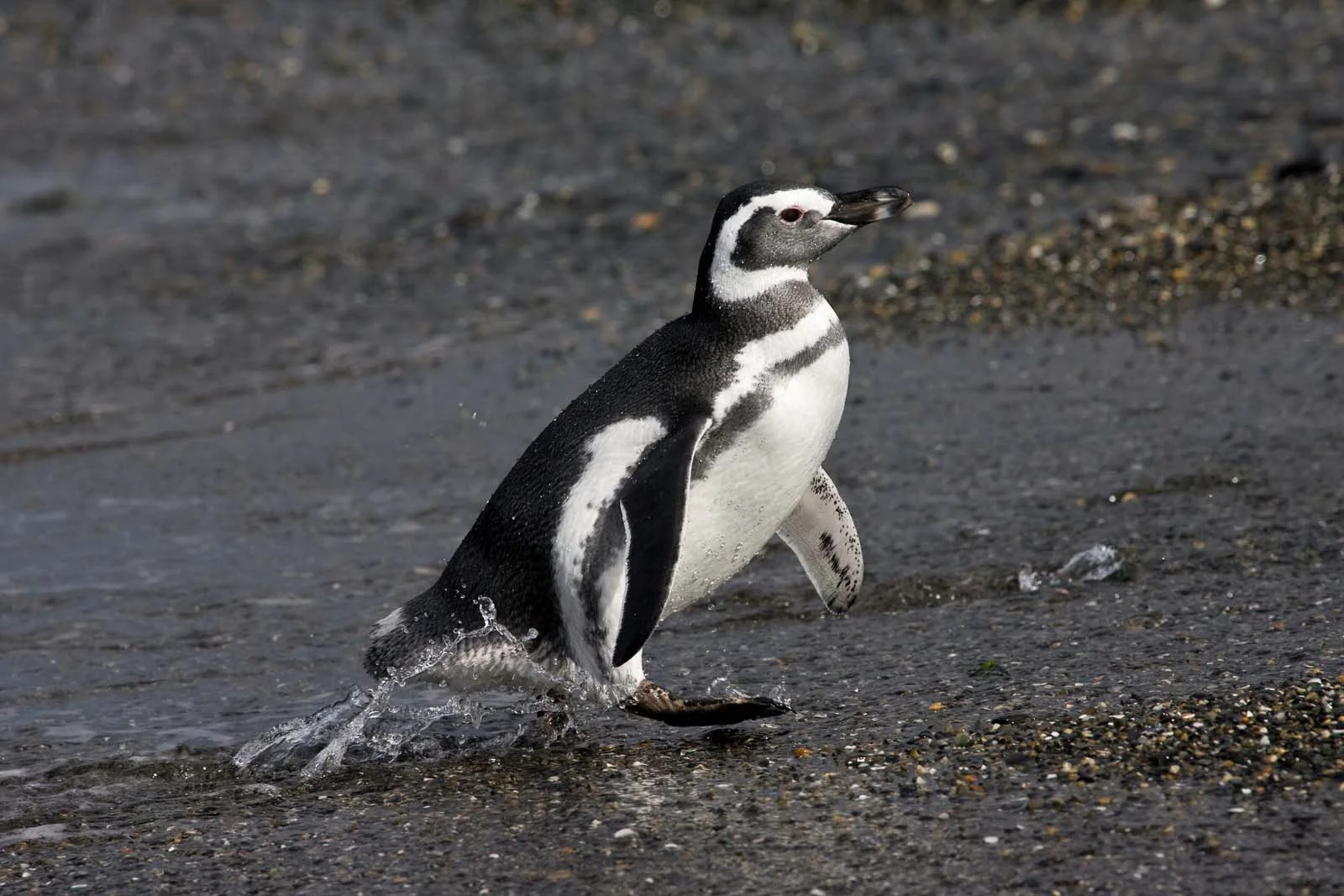 Magellanic penguin | Antarctic Wildlife