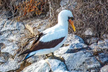 Daphne Major | Galapagos Island