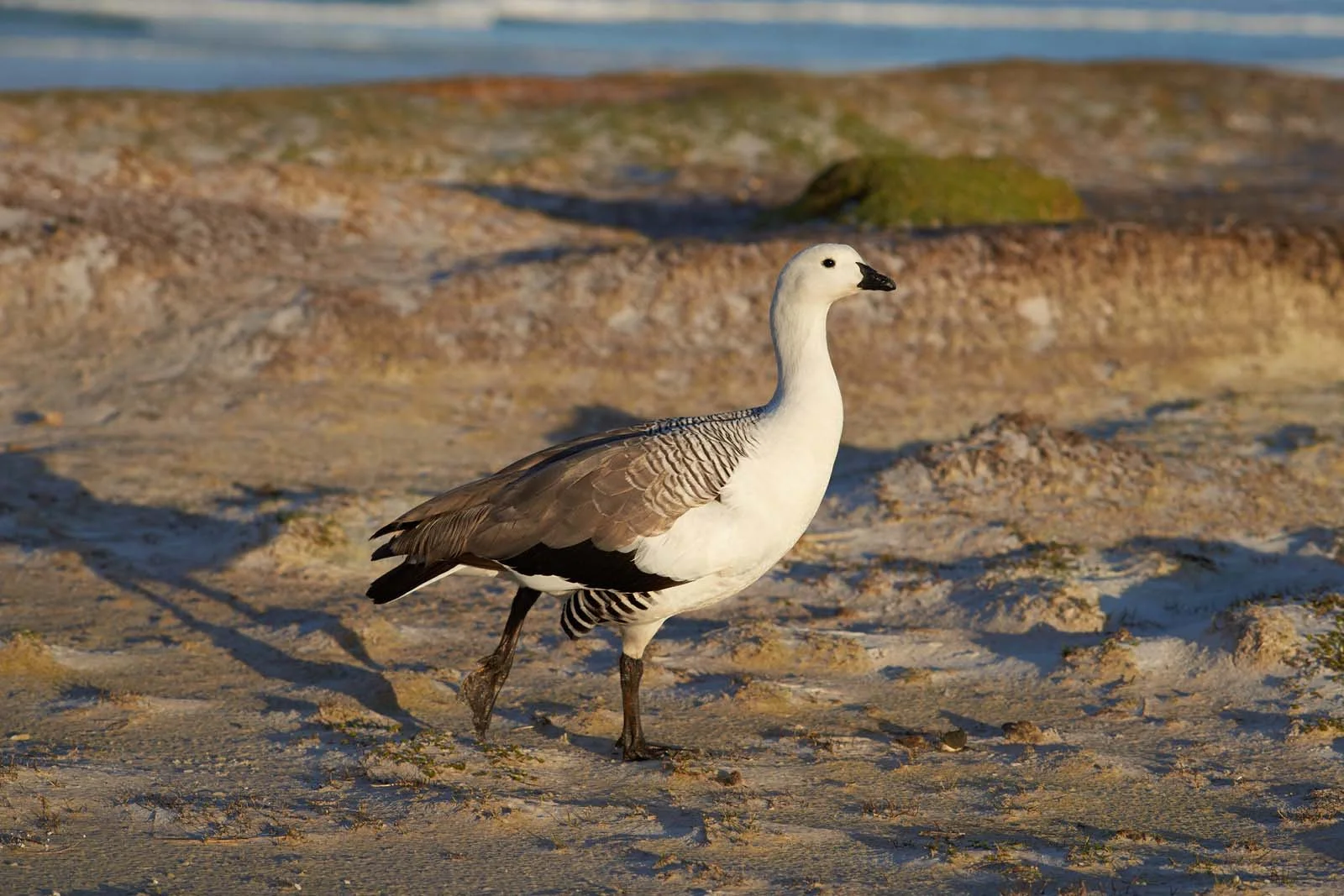 Upland Goose | Antarctic Wildlife