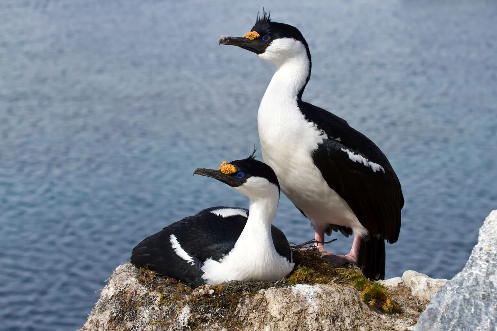 Antarctic Shag | Antarctic Wildlife