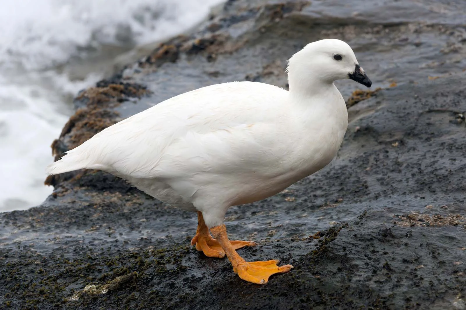 Kelp Goose | Antarctic Wildlife