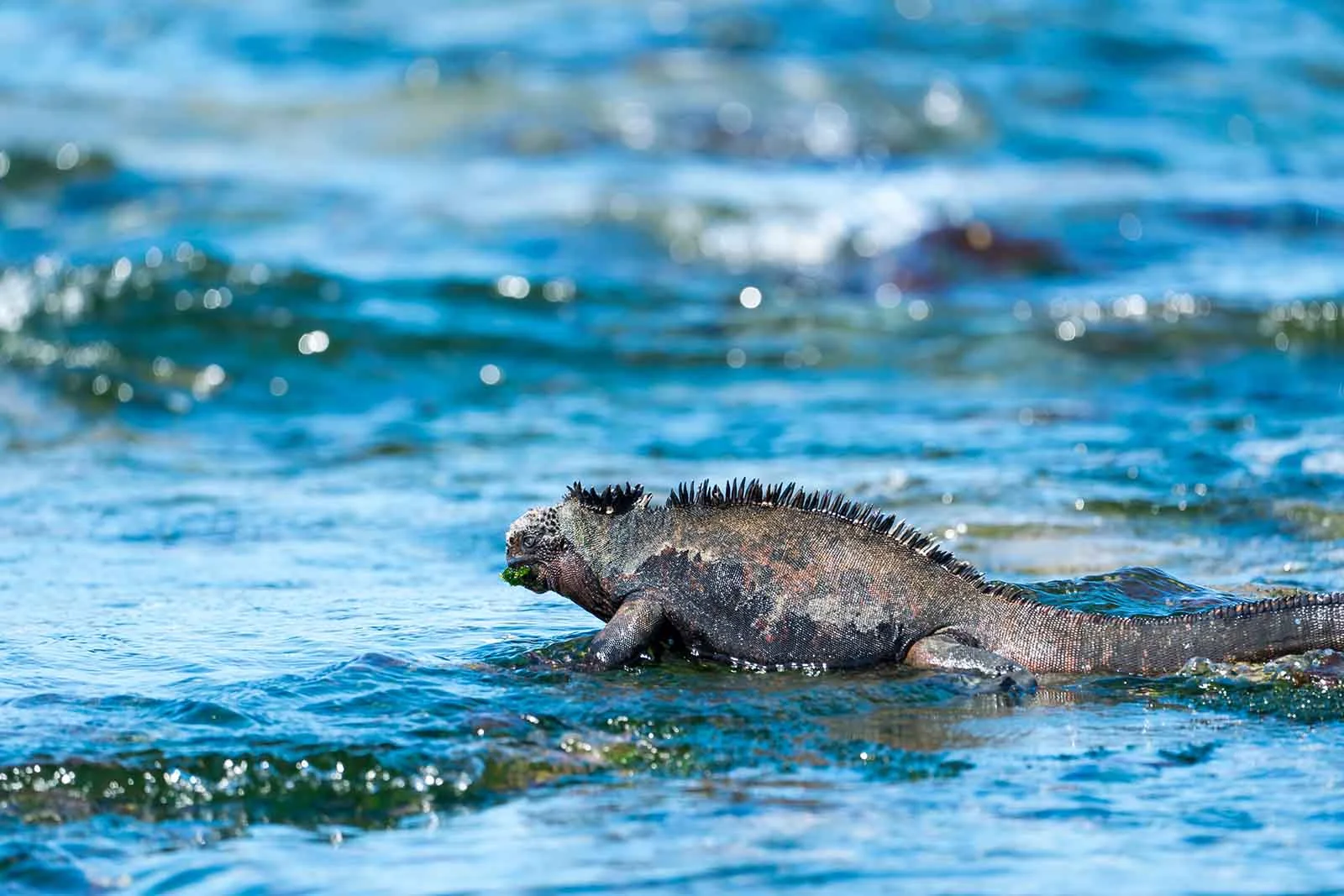  Galapagos | This Marine Lizard Looks Just Like a Scary Sea Monster