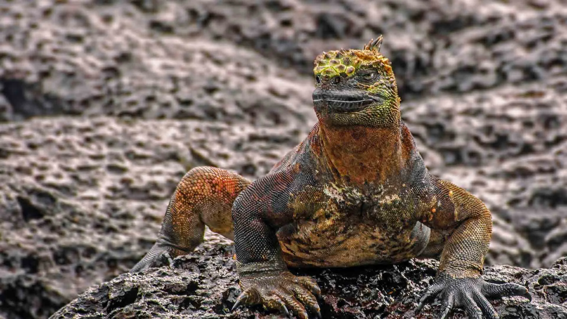 Galapagos Western Wonders 5-Day: Isabela & Santiago - Cruise Tour | Galapagos Cruise Tours Galapagos Western Wonders 5-Day: Isabela & Santiago - Cruise Tour | Galapagos Cruise Tours