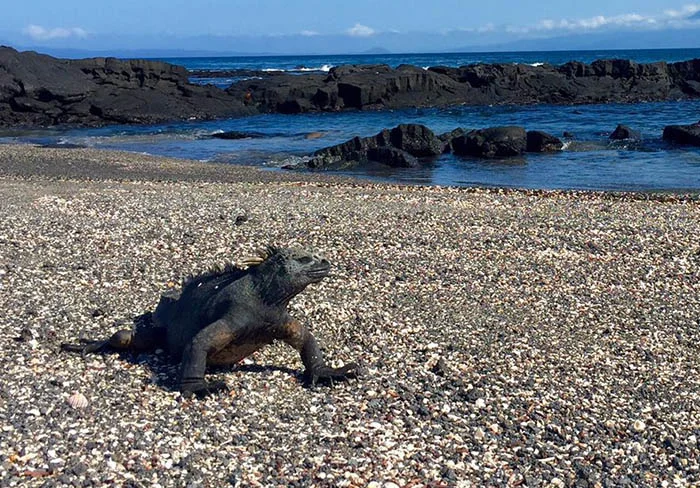 Galapagos Marine Iguanas | Galapagos Wildlife