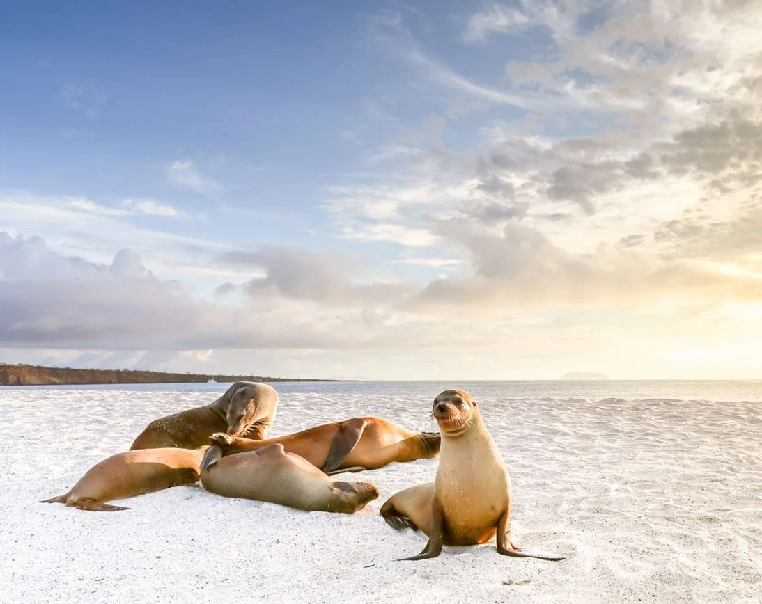 Mosquera | Galapagos Island