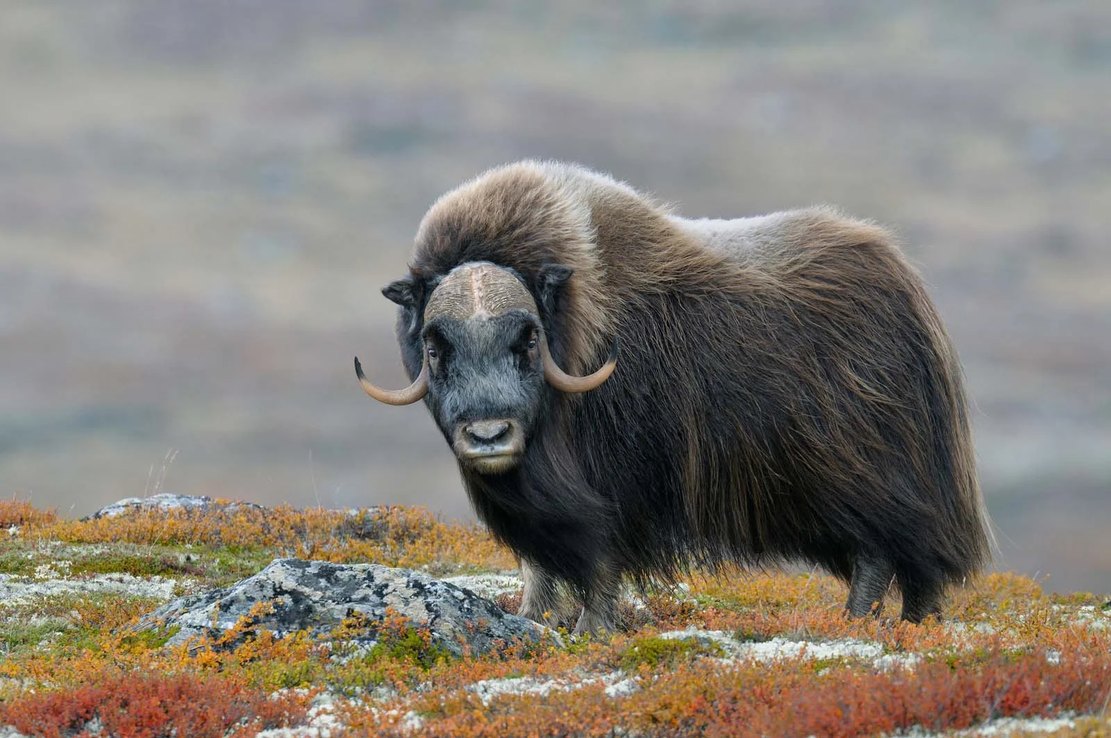 Musk Ox | Arctic Wildlife