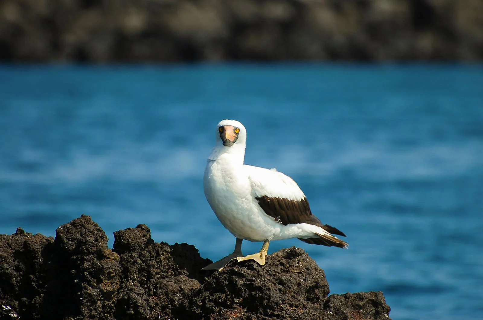 Nazca Booby | Galapagos Wildlife