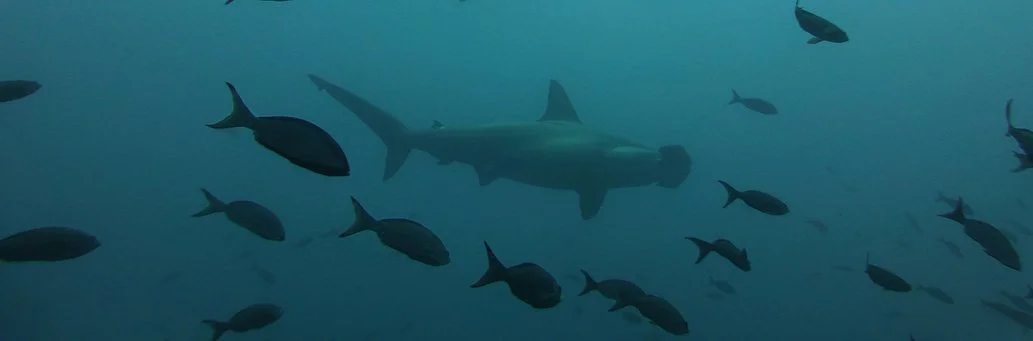  Galapagos | New Hammerhead Shark Breeding Area Found