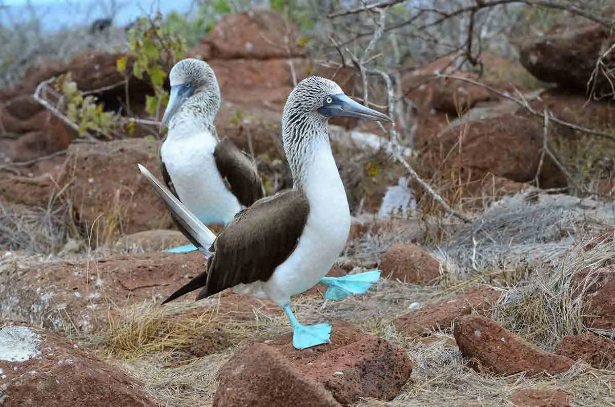 North Seymour | Galapagos Island