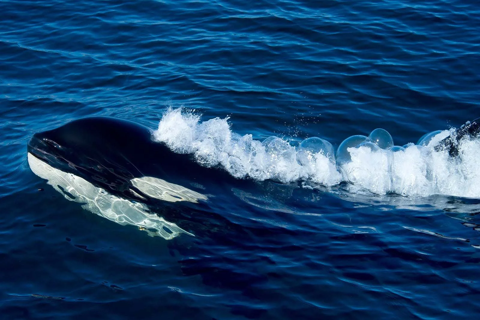 Orca Whale | Antarctic Wildlife