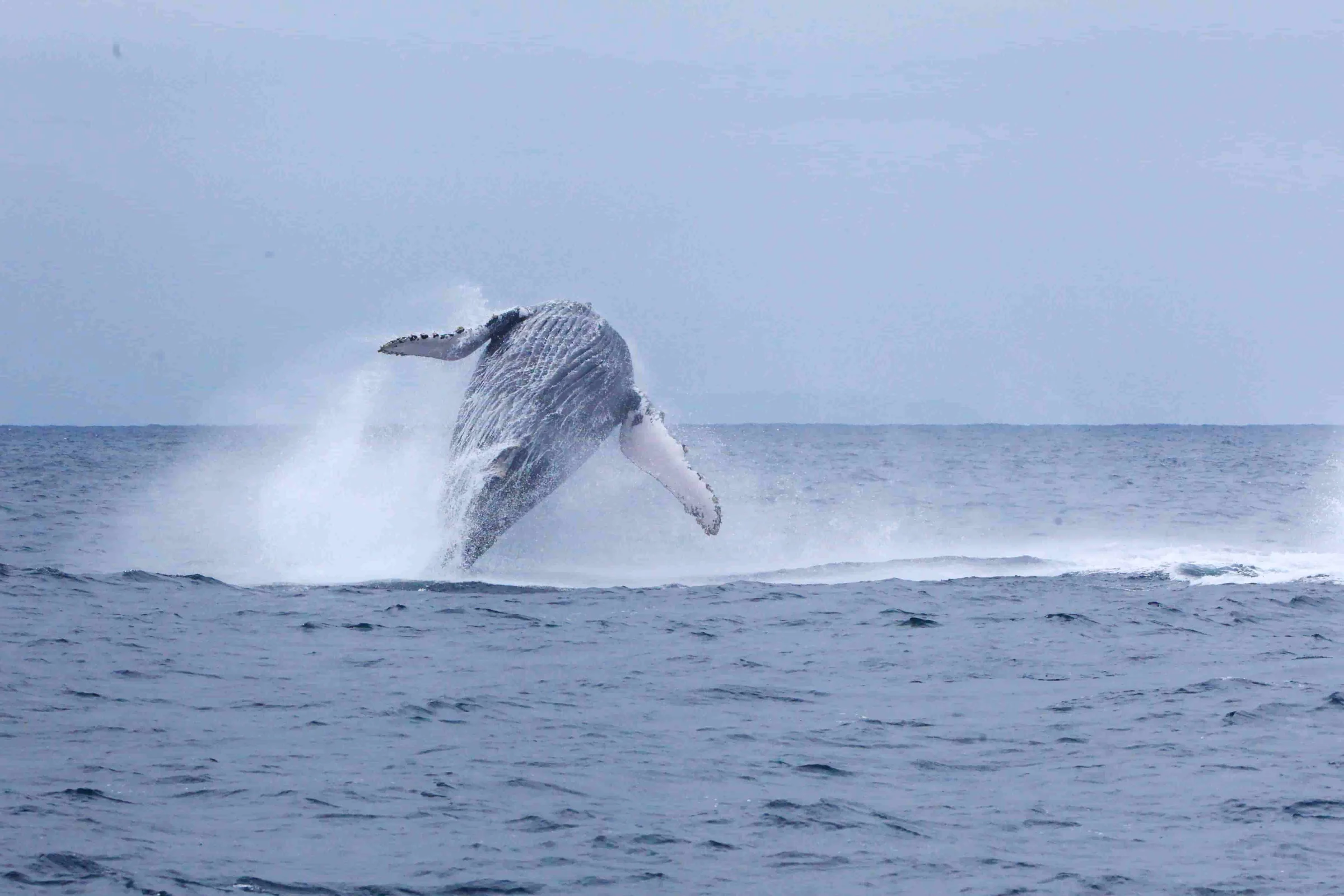 The Pacific Coast Ecuador