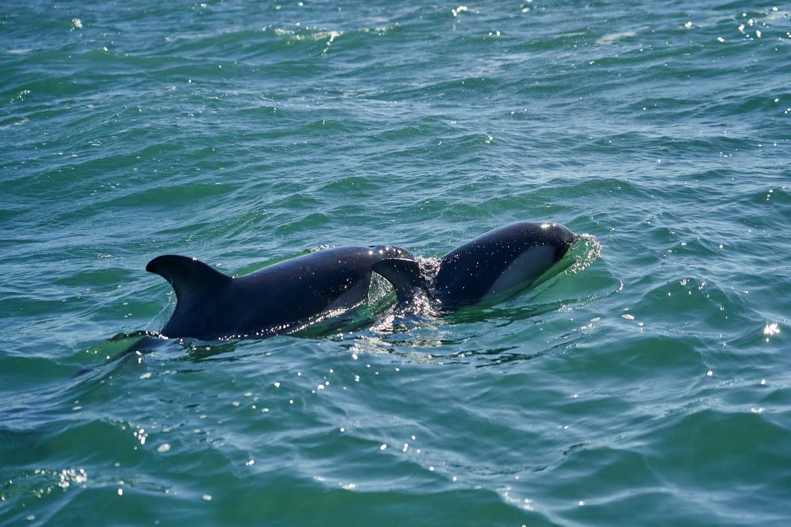 Peale's Dolphin | Antarctic Wildlife