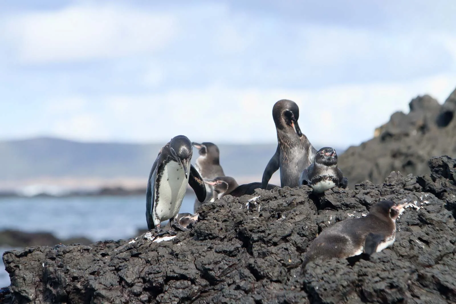  Galapagos | Are the Galápagos Islands Accessible? Everything to Know