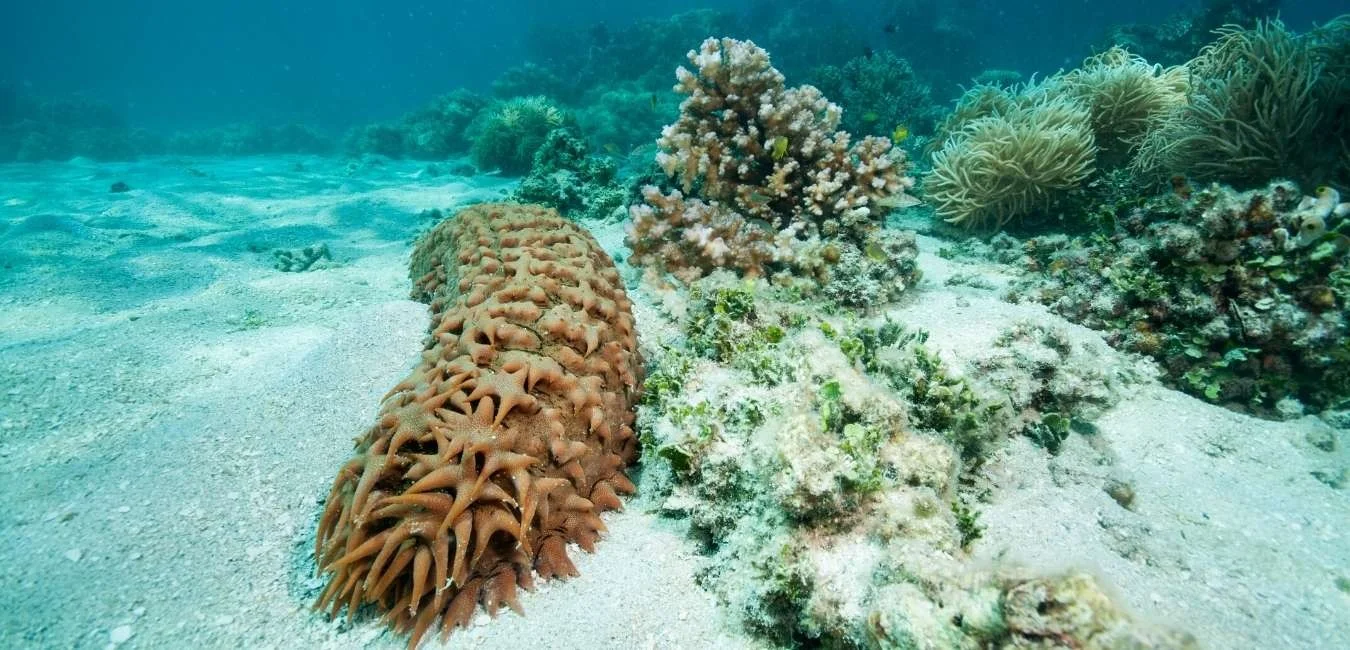  Galapagos | Galapagos National Park ends sea Cucumber Season 