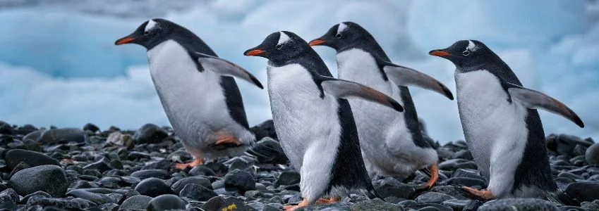 Antarctica Cruises | Explore Antarctica: The Ultimate Adventure Awaits Antarctica Cruises | Explore Antarctica: The Ultimate Adventure Awaits