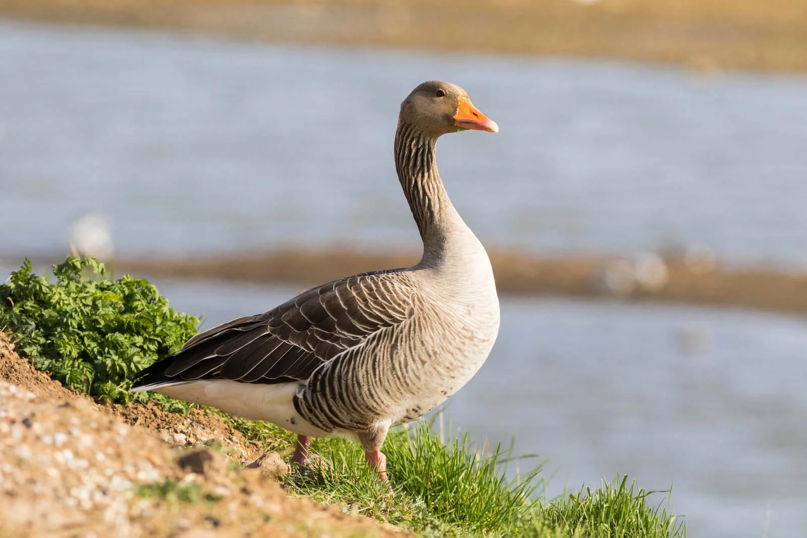 Pink-footed Goose | Arctic Wildlife